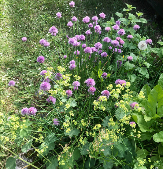 Making the Most of Chive Blossom Season: Four Simple Recipes from the Herb Garden