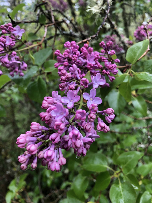 Lilac Flowers: Magic, Beauty, Fragrance, and Culinary Delights