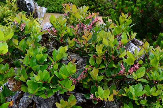 Exploring the Enchanting World of Salal Berries: A Pacific Northwest Treasure 🍇🌲