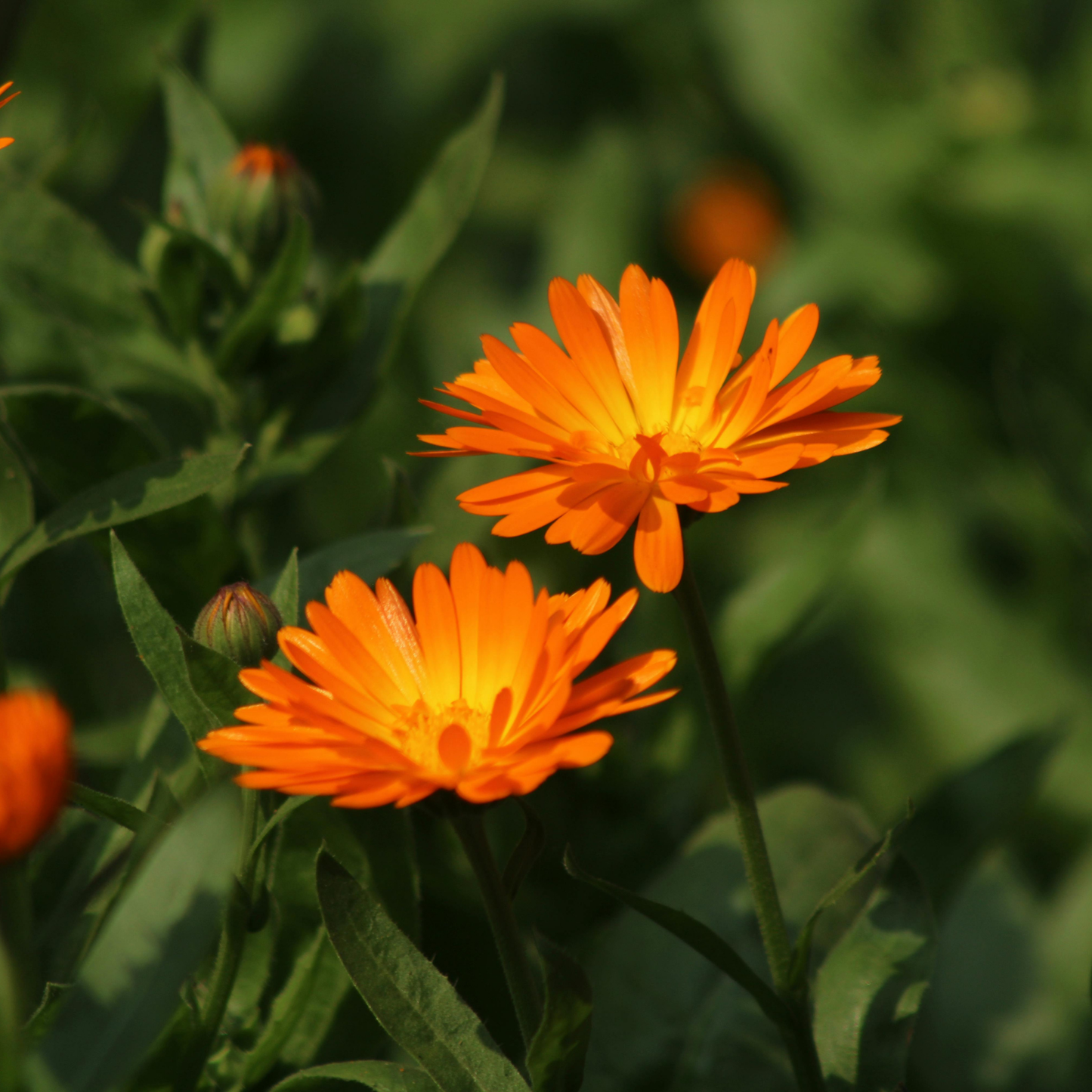 April 2026 Herbal Circle - Calendula