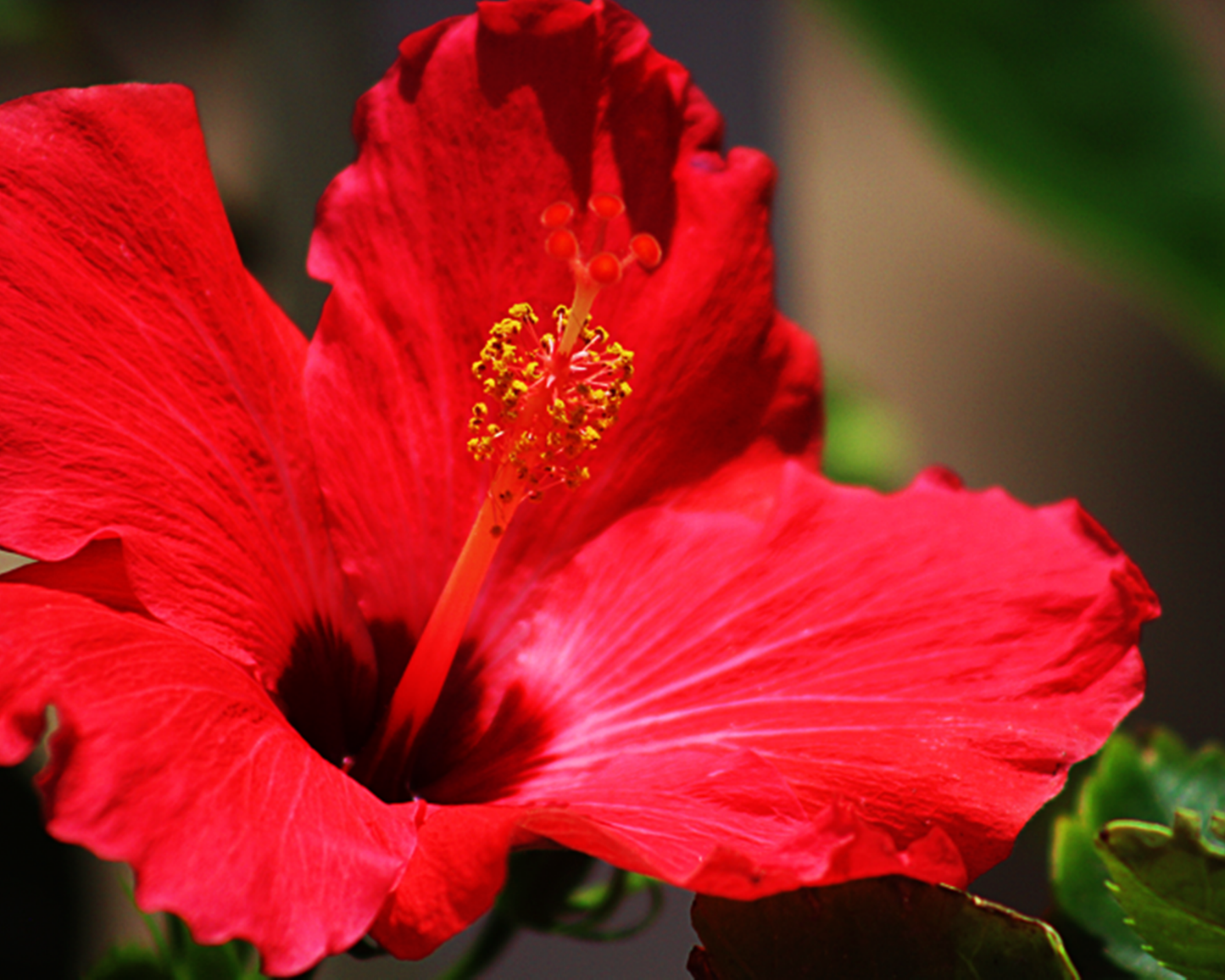 Hibiscus: History, Harvest & Heart