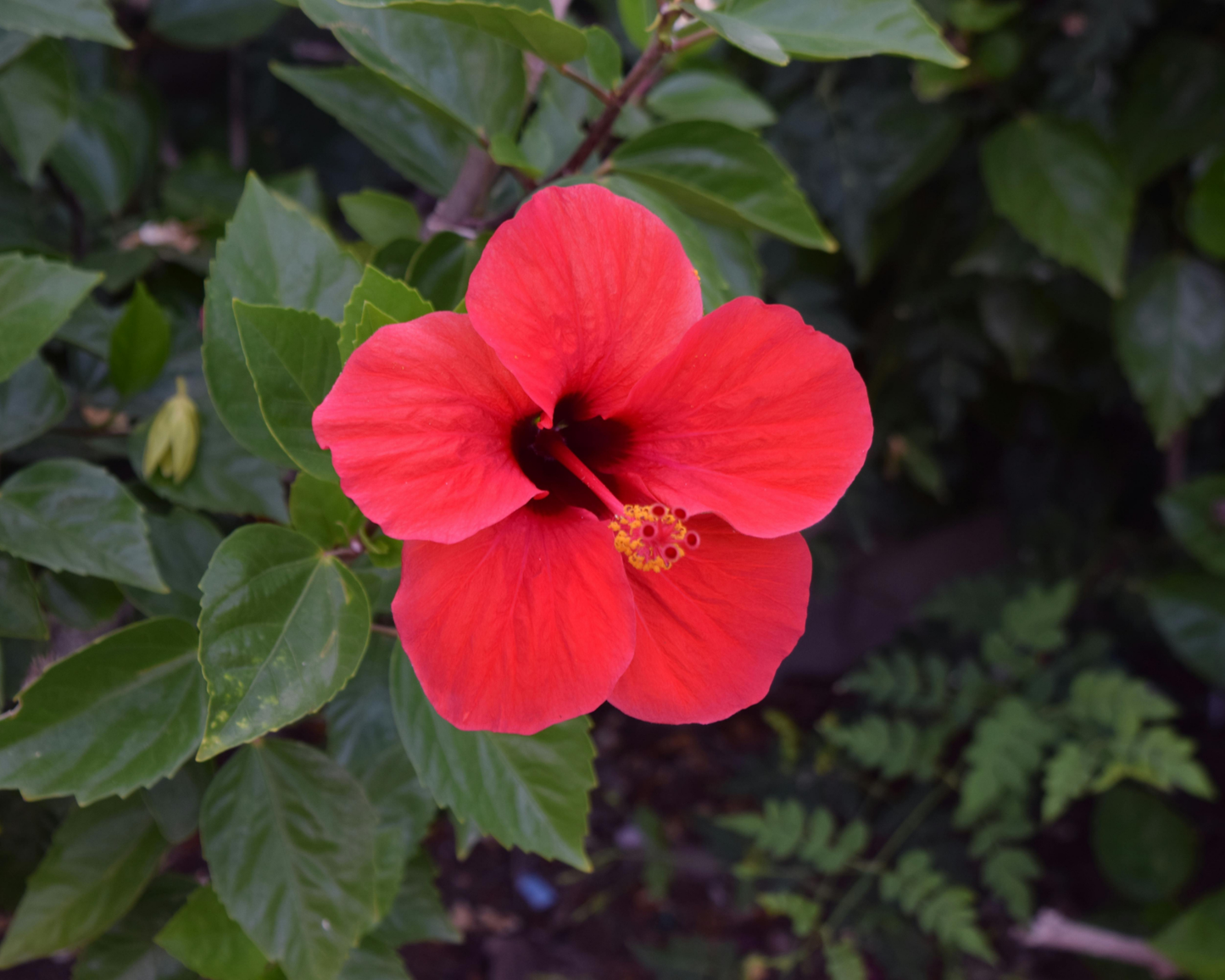 Hibiscus: History, Harvest & Heart