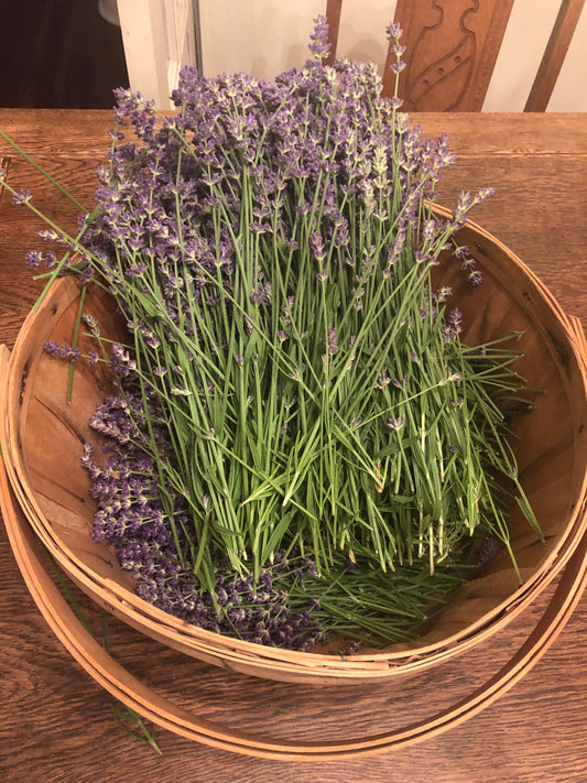 May 2026 Herbal Circle - Lavender