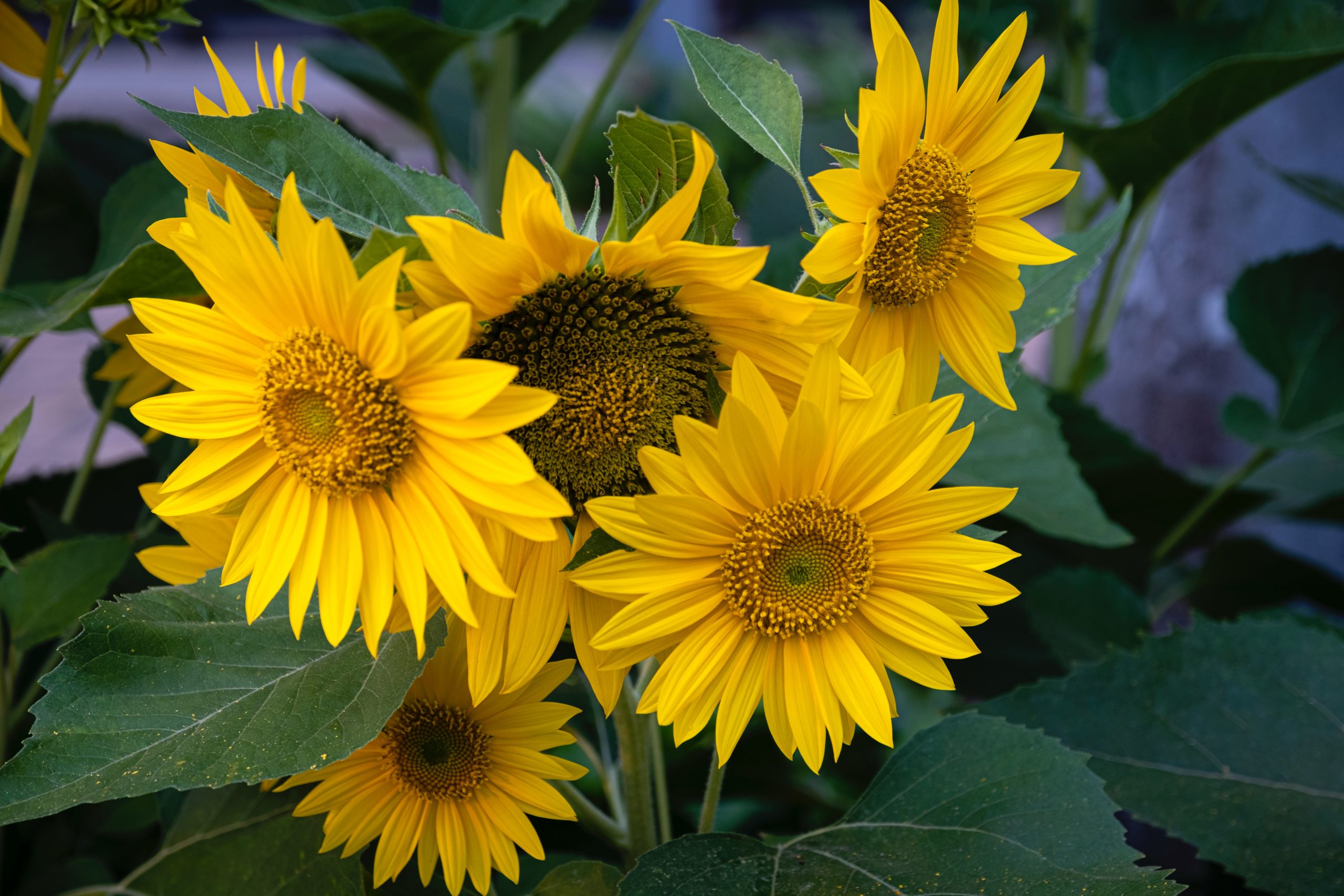 Calendula Flowers