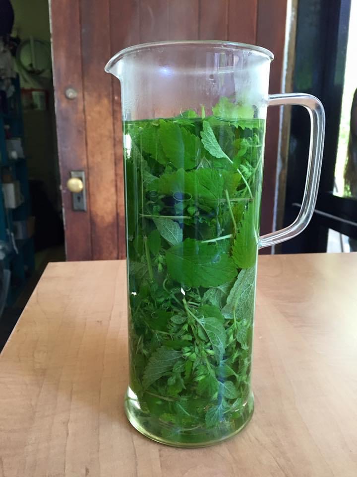 Lemon balm drink