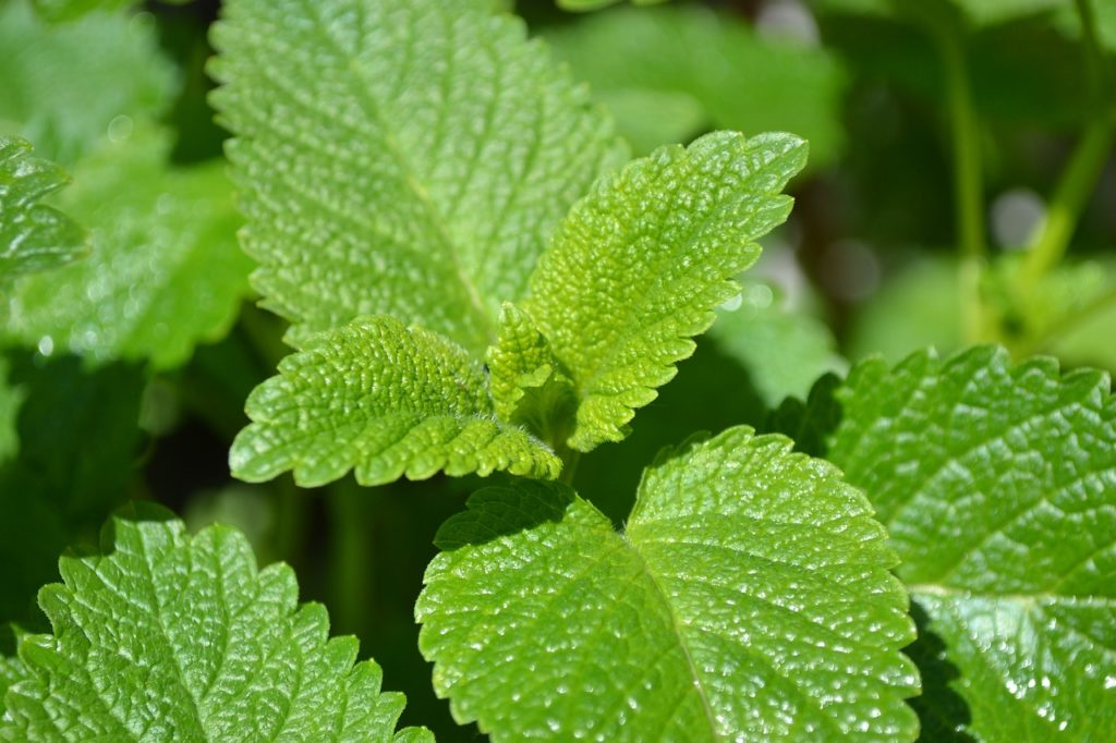 Lemon balm herb