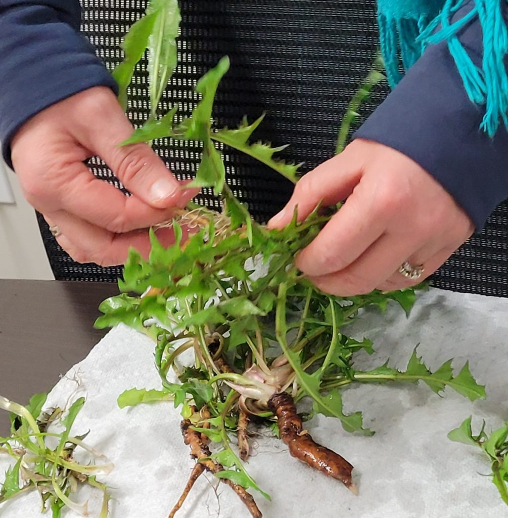 Dandelion leaves and roots