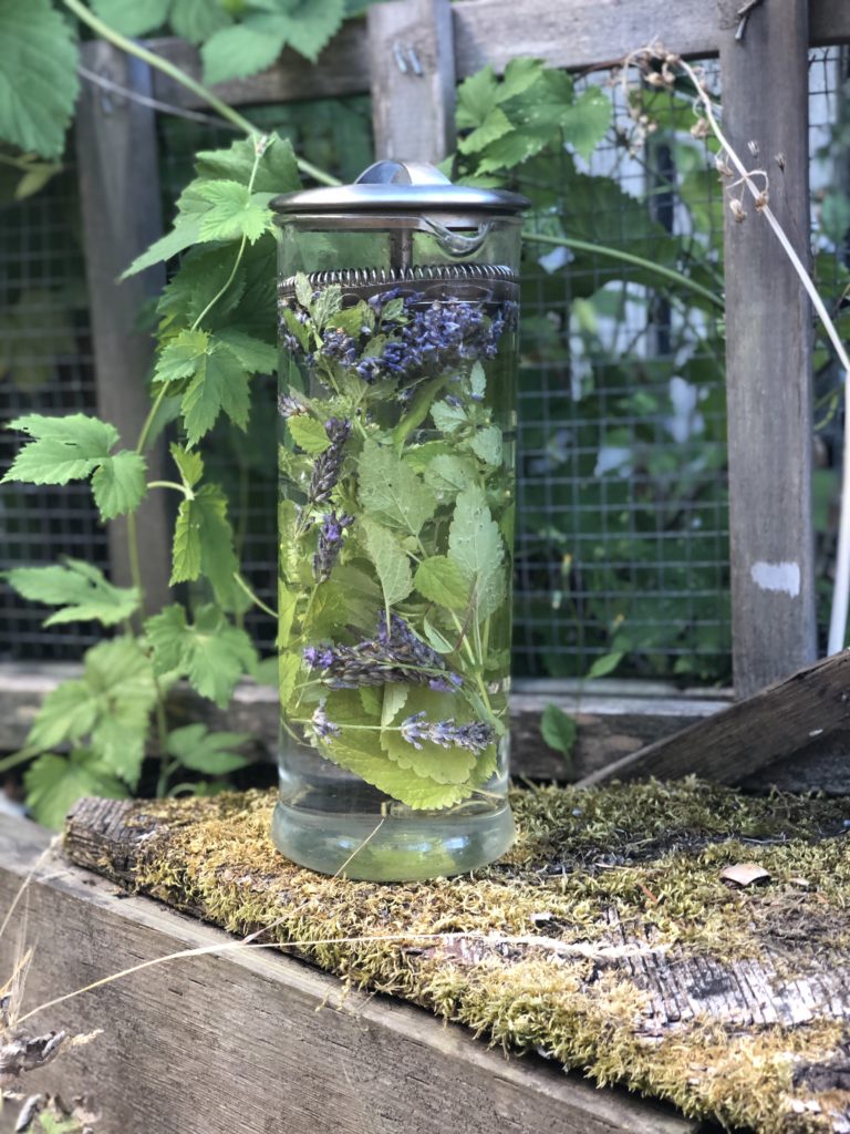 Lavender and Mint in a press jug in the sun making a sun tea solar infusion