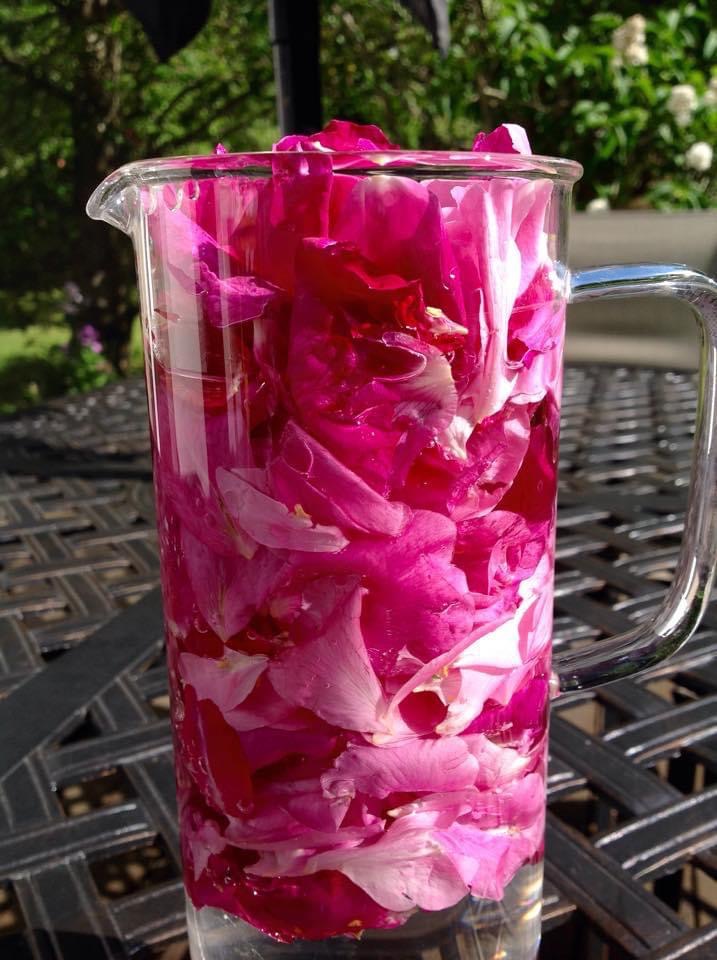 A large juice jug full of rose petals and water in the sun, creating a solar infusion