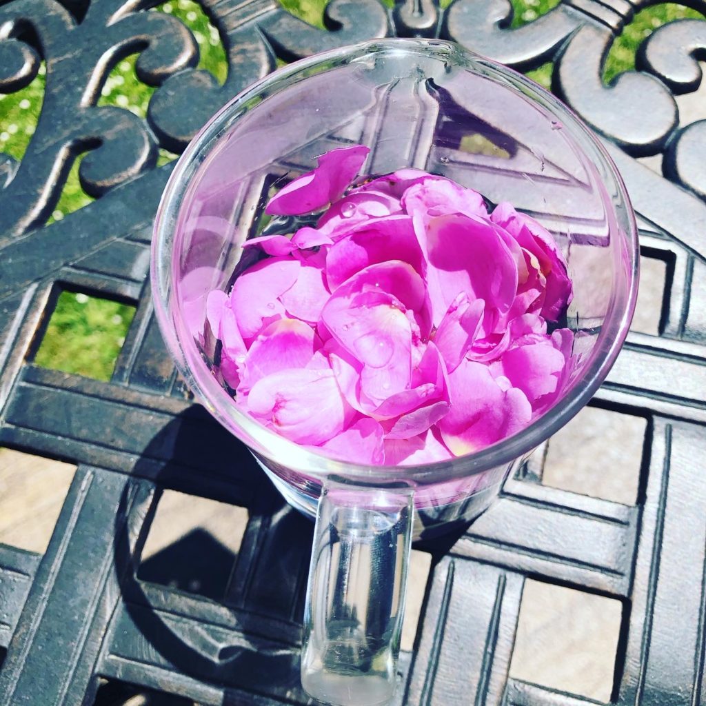 Rose petals in a jar in the sun ready to make a solar infusion