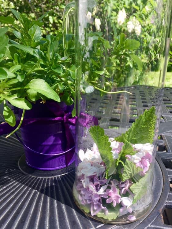 Mint and lilac in a glass jar ready to make sun tea solar infusion