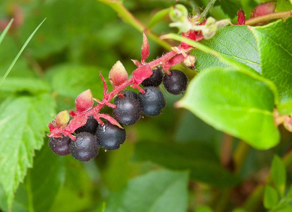 Salal plant with berries