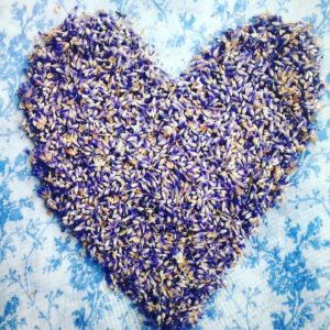 Heart made of lavendar flowers