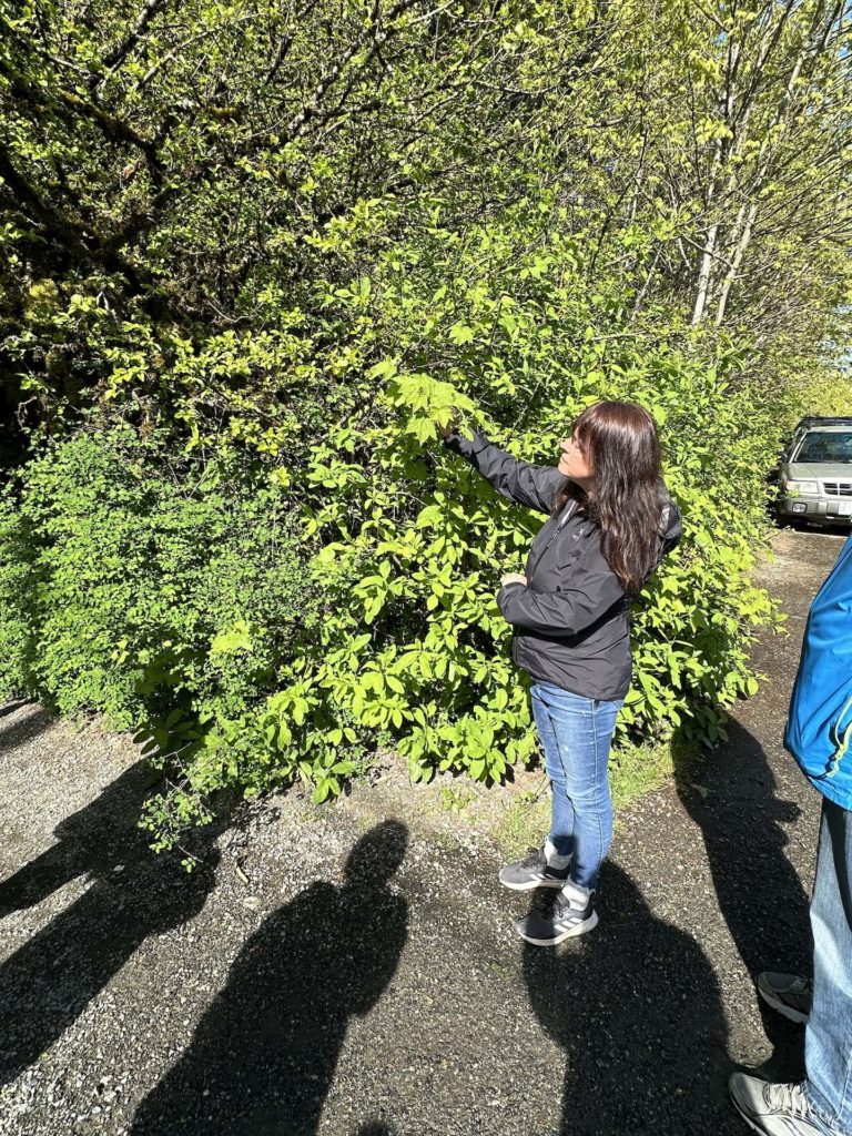 Herbalist Betty Norton on a Spring herb walk, showing thimble berry leaves to her students and describing their usage.