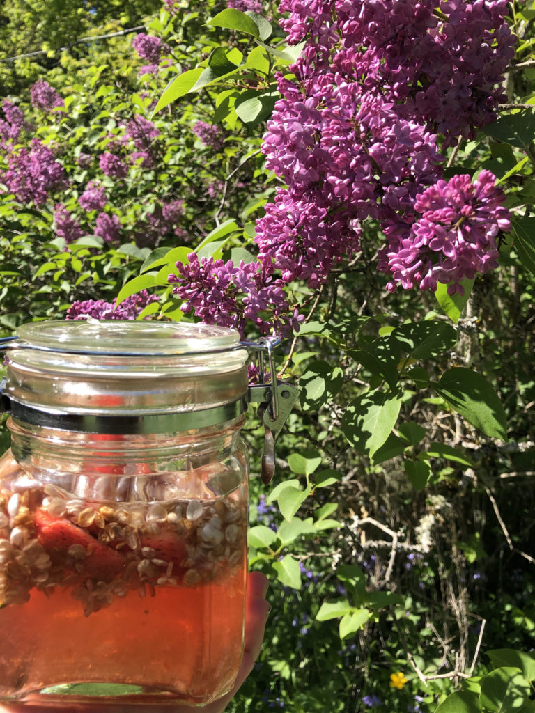 A mason jar filled with homemade strawberry lilac liqueur, set against a backdrop of blooming lilac bushes, evoking the essence of a floral-infused springtime indulgence.