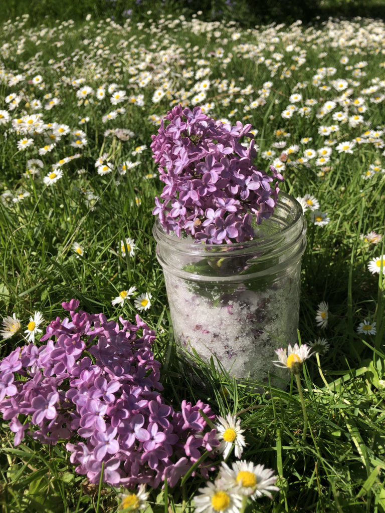 A mason jar filled with homemade lilac sugar, adorned with fresh lilac blossoms, capturing the essence of spring's floral bounty.