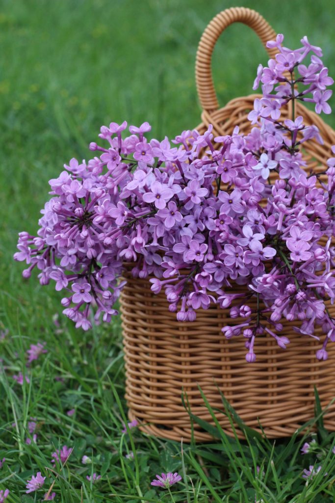 A rustic wicker basket overflowing with vibrant lilac blossoms, showcasing the beauty and fragrance of these beloved flowers.