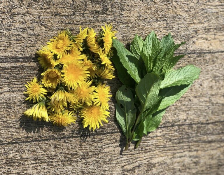 Mint leaves and dandelions on a picnic table