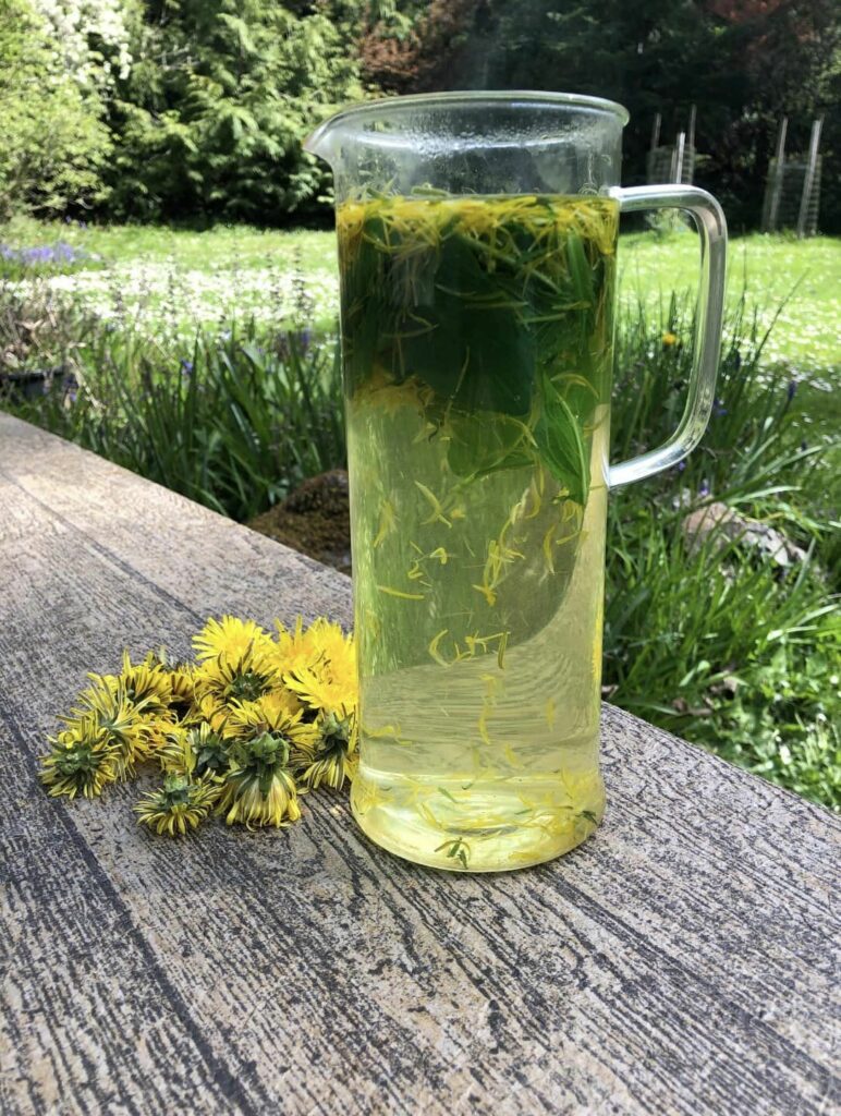 A jug of water with dandelion leaves and mint to make a lemonade, sits on a table in the sun. There are dandelion flowers beside the jug, and the table sits in a grassy area with daisies in the background