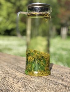 A jug of water with dandelion leaves and mint settled to the bottom, sitting on a table in the sun