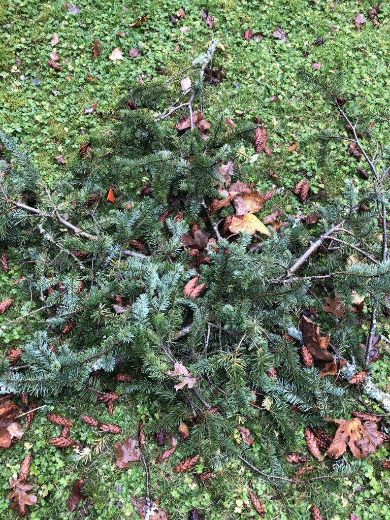 A pile of fir boughs brought down by the storm