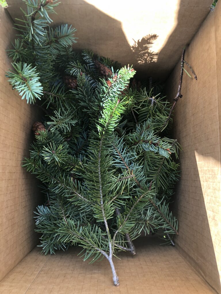 Fir boughs brought down by the storm and collected in a box